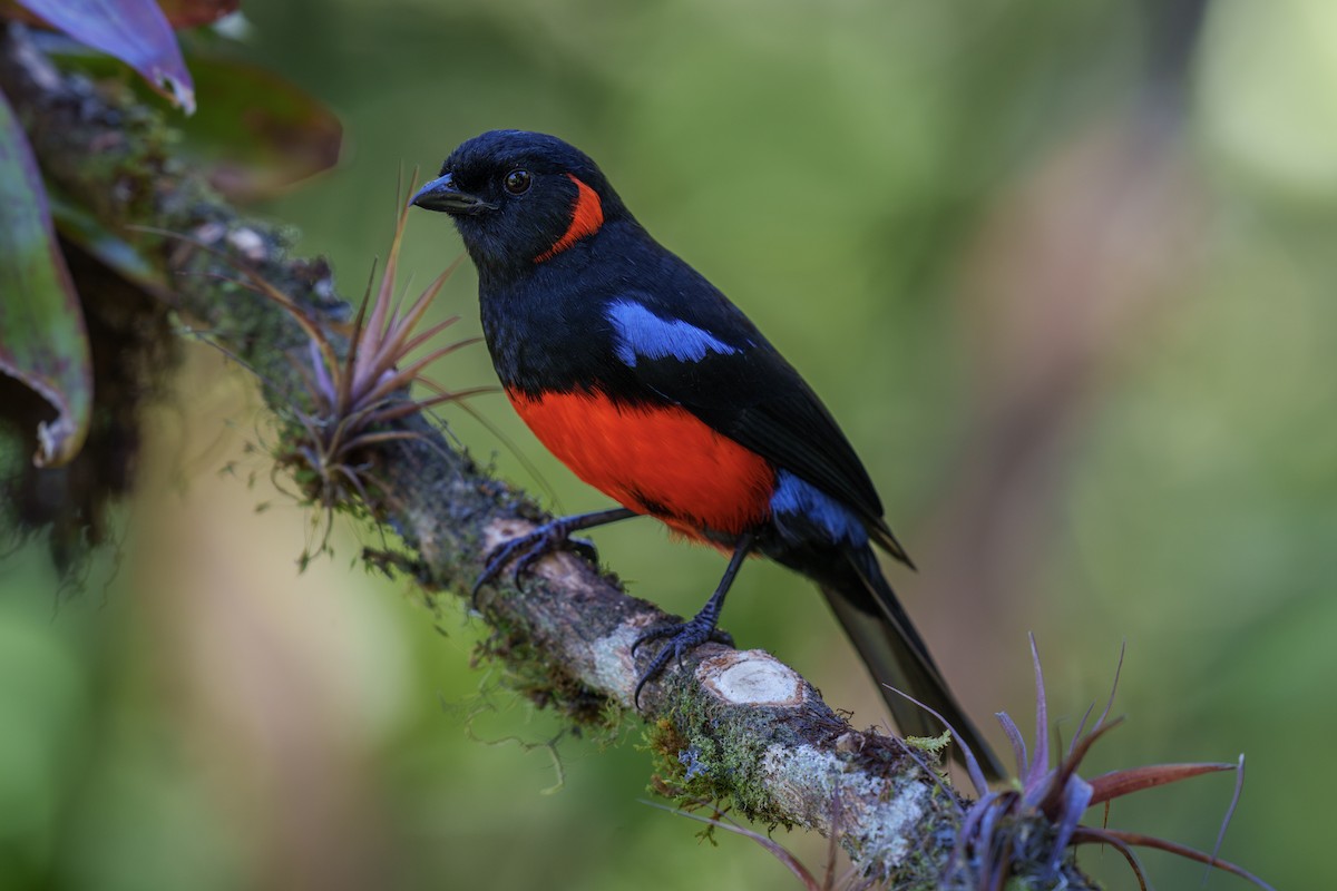 Scarlet-bellied Mountain Tanager - ML586477911