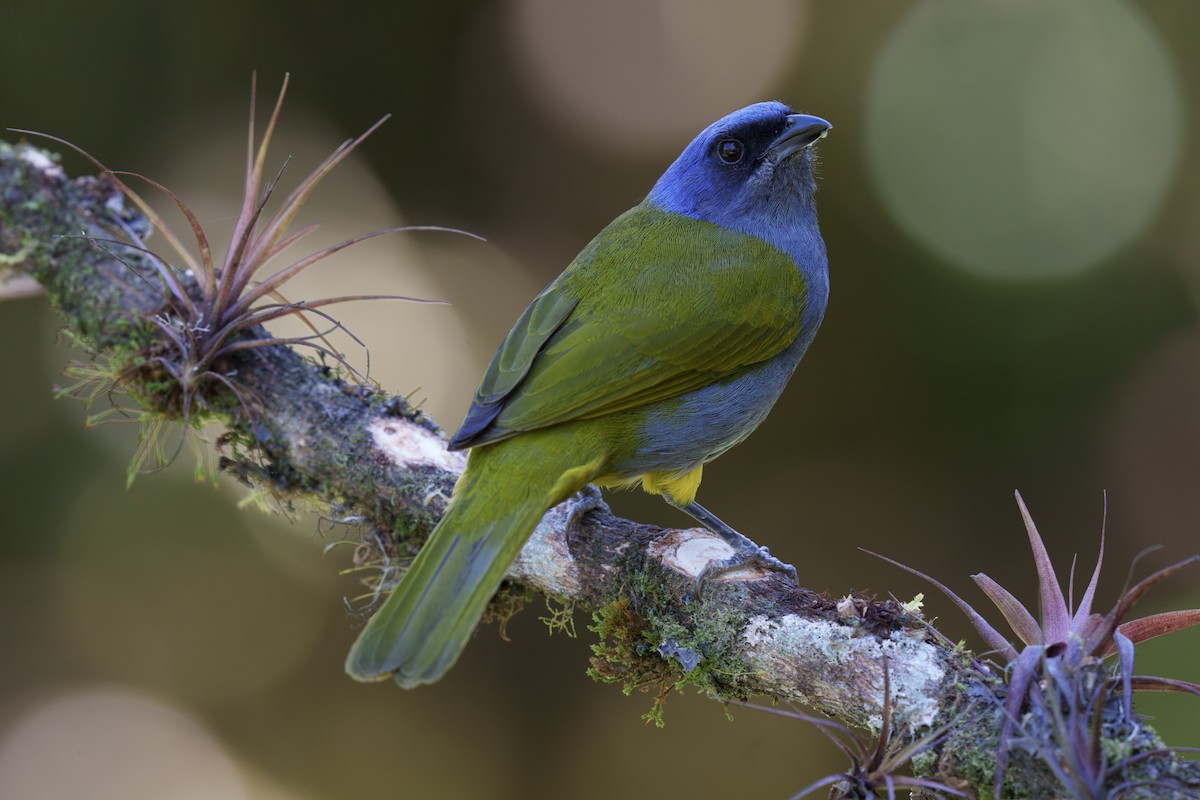 Blue-capped Tanager - ML586477951