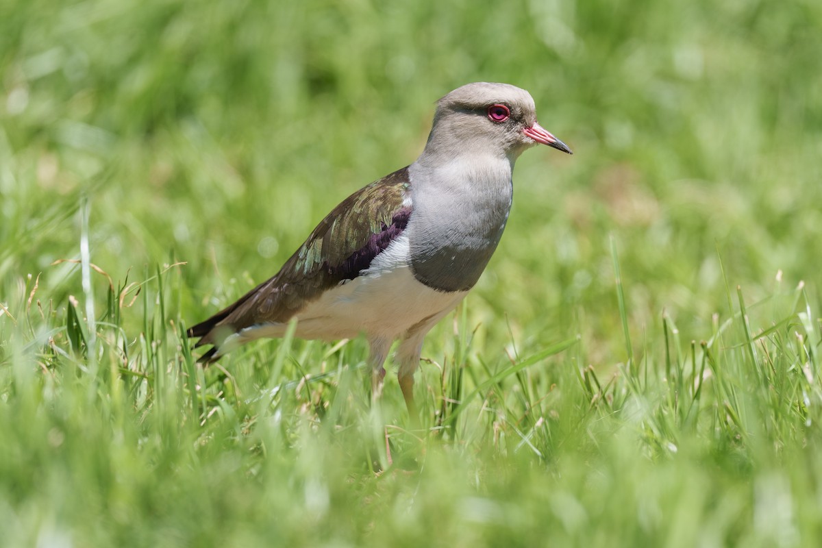 Andean Lapwing - ML586477991
