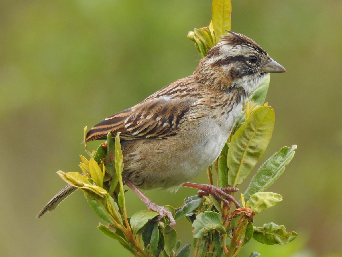 Rufous-collared Sparrow - Jhon Velasquez