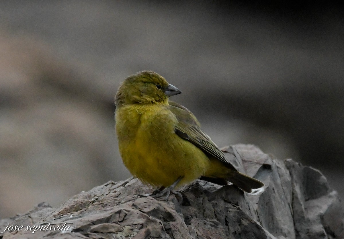 Greenish Yellow-Finch - José Sepúlveda