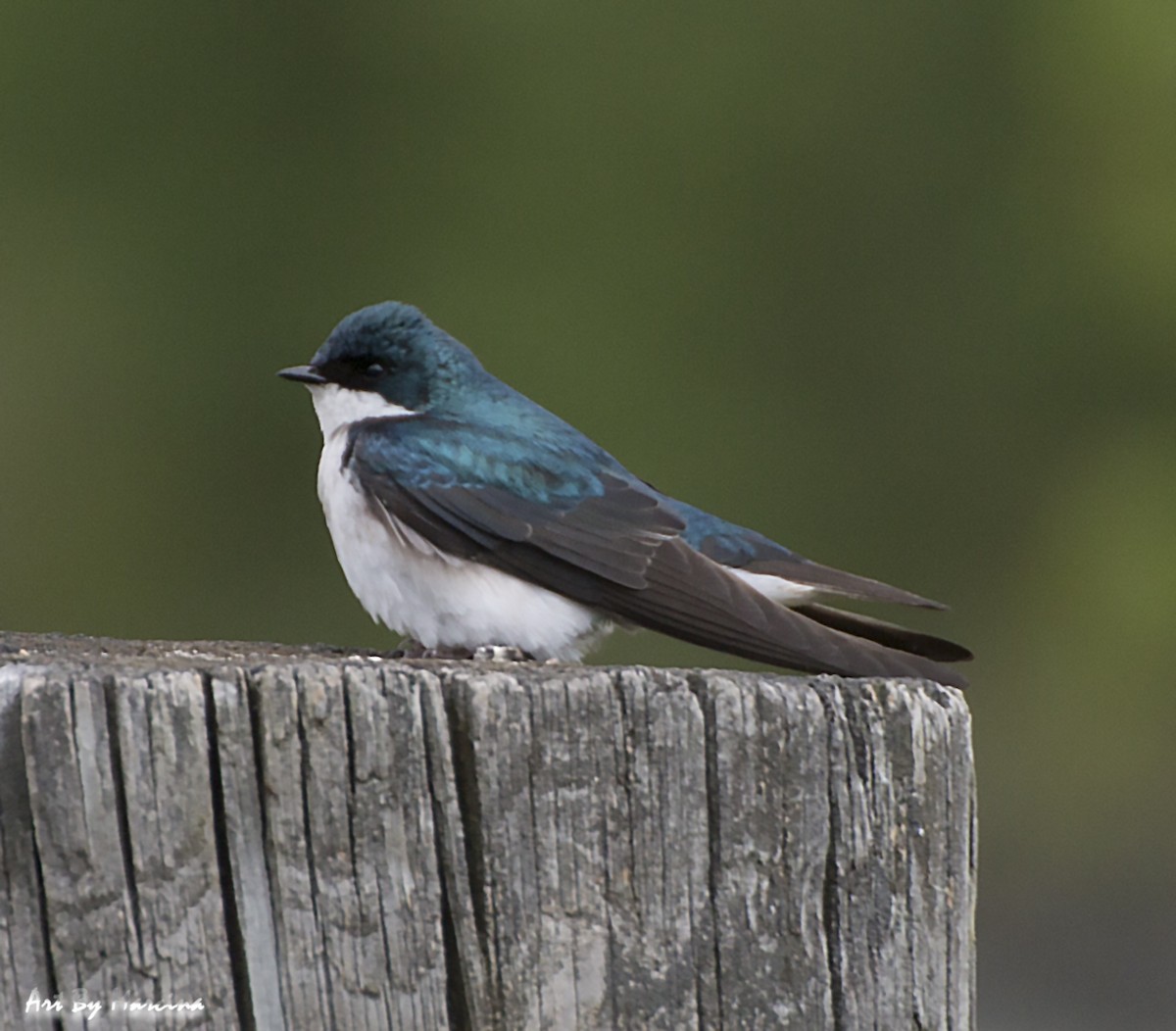 Tree Swallow - Marcina Trimmell