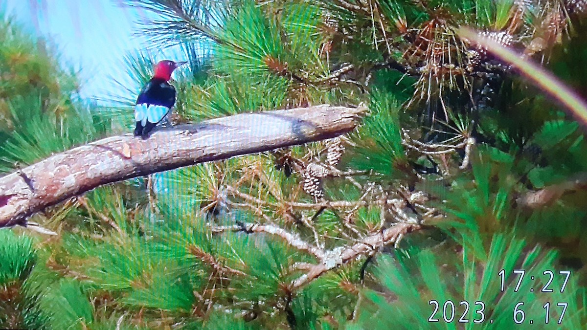 Red-headed Woodpecker - ML586483091