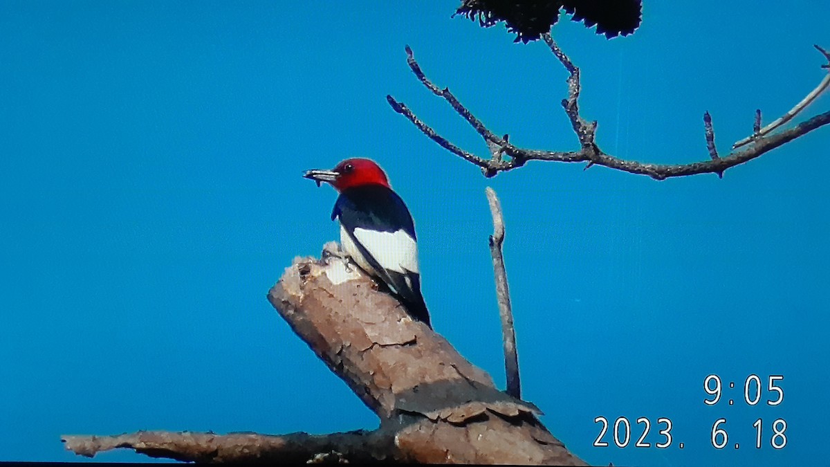 Red-headed Woodpecker - ML586484681