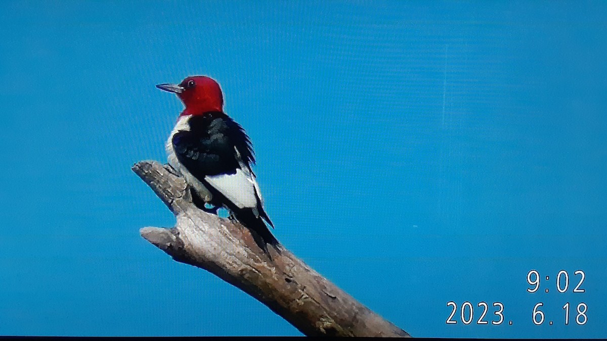 Red-headed Woodpecker - ML586484691