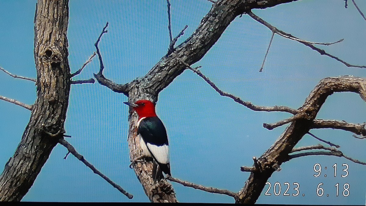 Red-headed Woodpecker - ML586484711