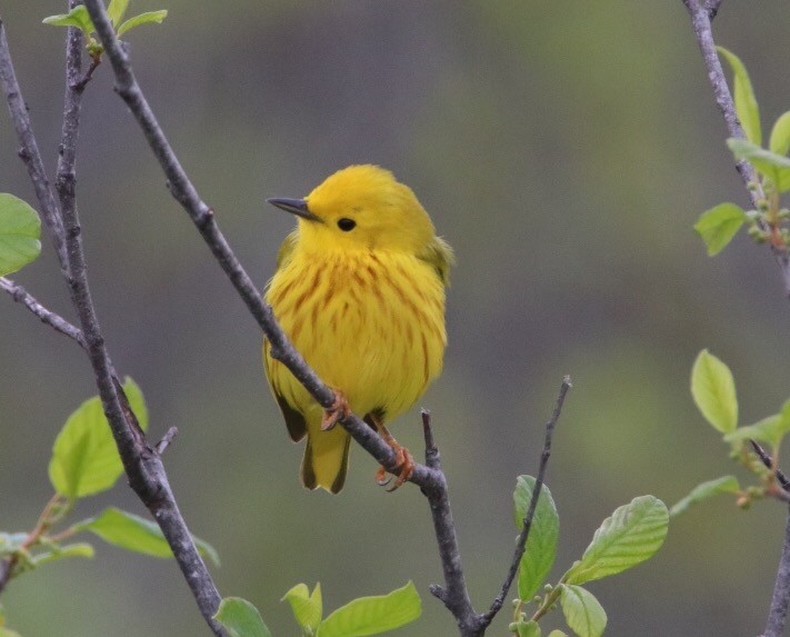 Yellow Warbler - Rick Anderson