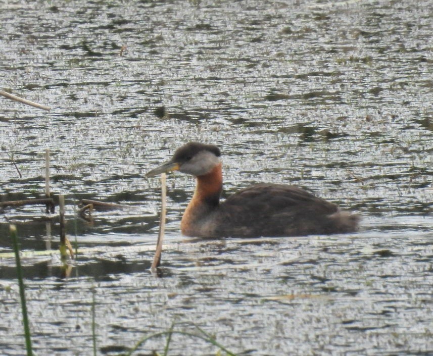 Red-necked Grebe - ML586488931