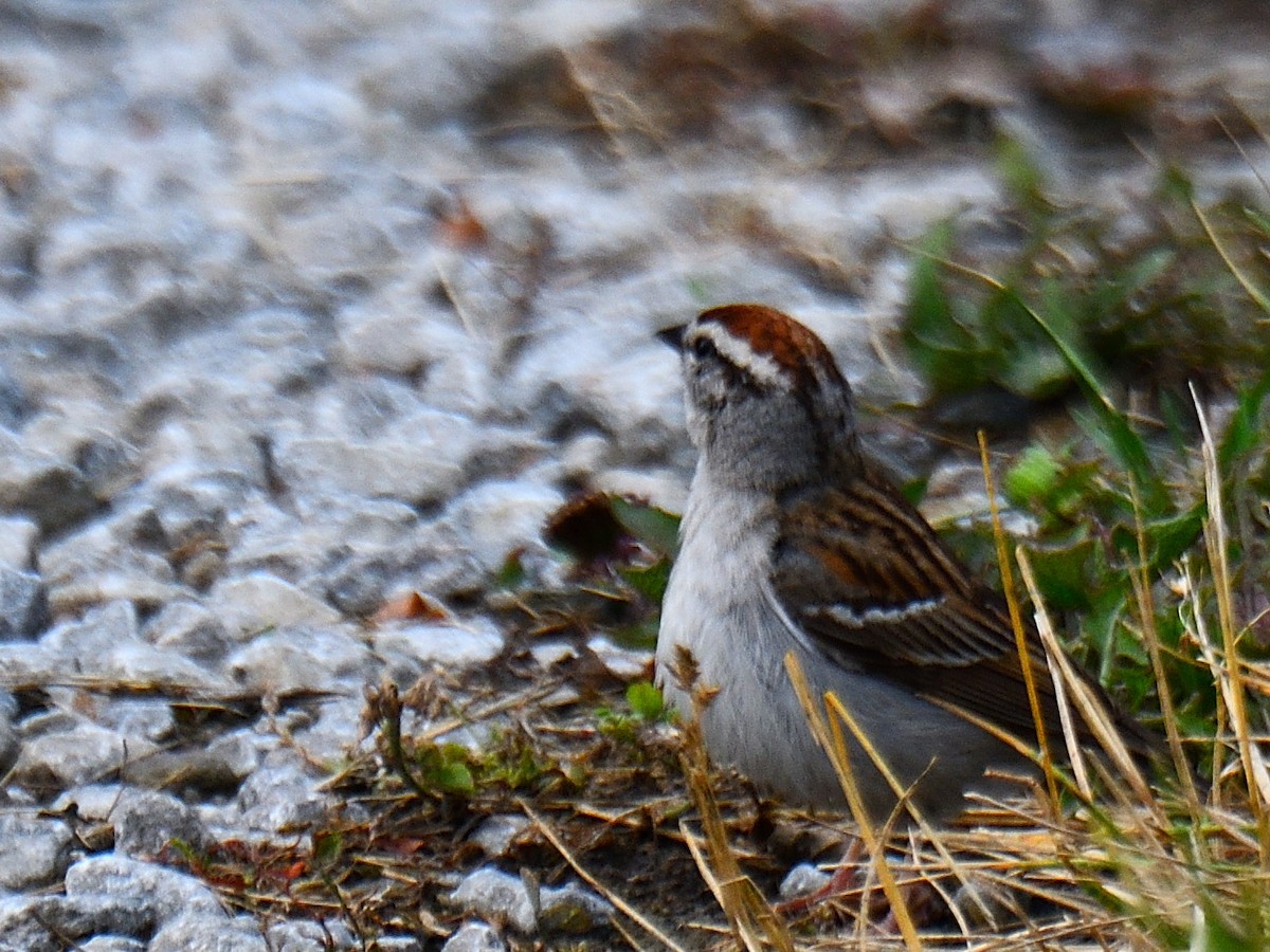 Chipping Sparrow - ML586489691