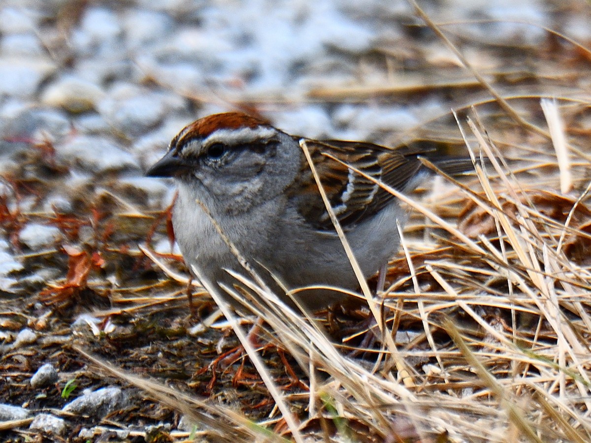 Chipping Sparrow - ML586489701