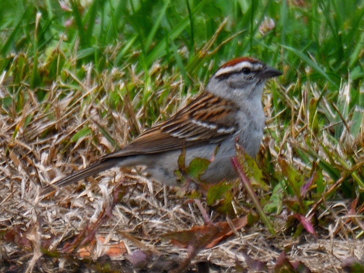 Chipping Sparrow - ML586489711