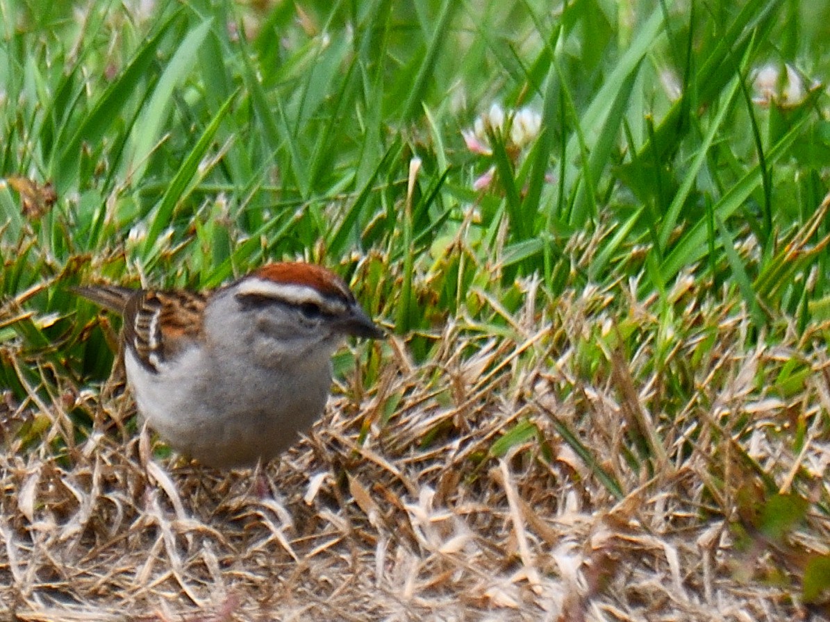 Chipping Sparrow - ML586489721