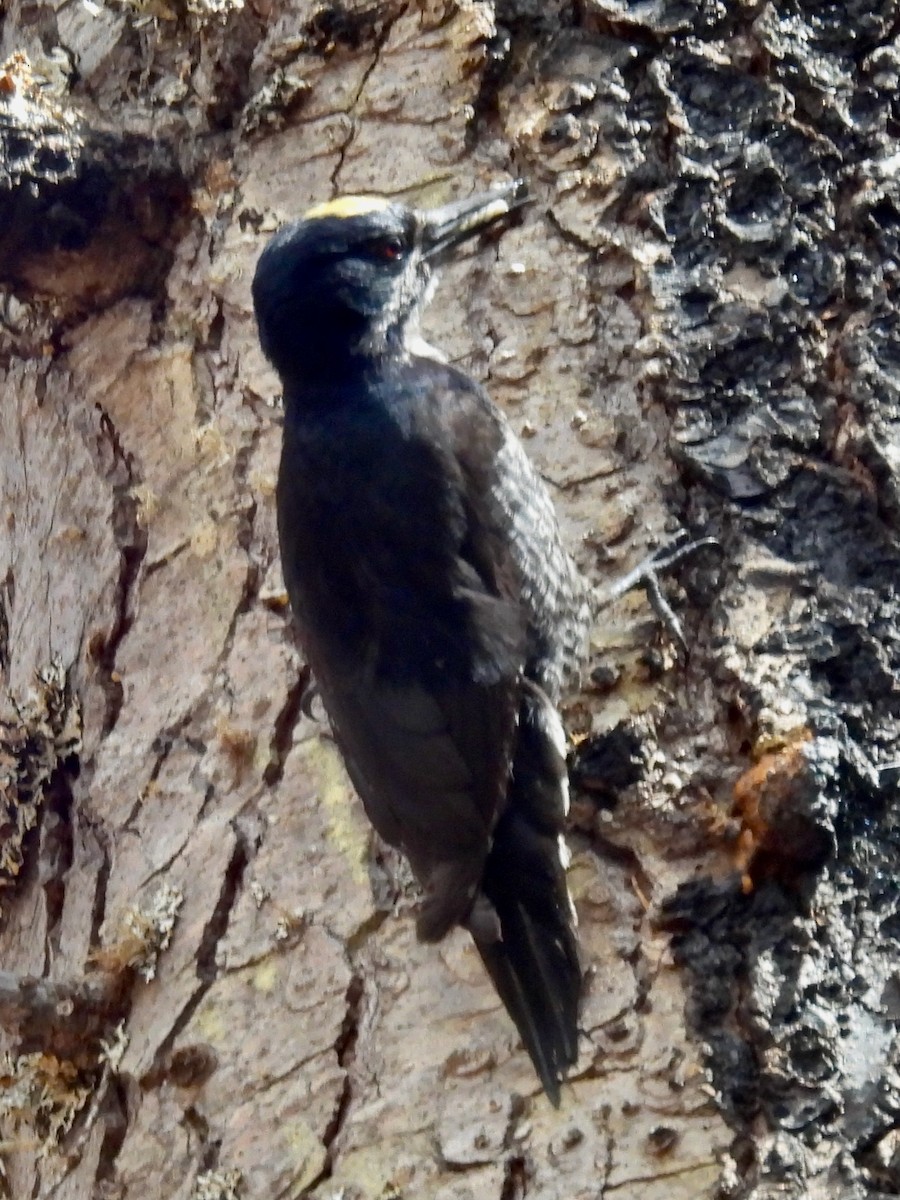 Black-backed Woodpecker - ML586493661