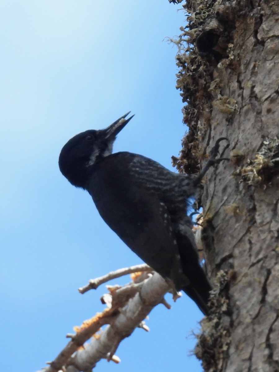 Black-backed Woodpecker - ML586493671