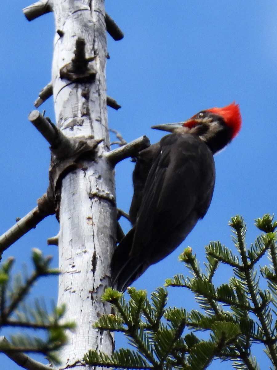 Pileated Woodpecker - ML586493851