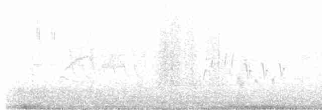 Светлобрюхий фиби - ML586496191