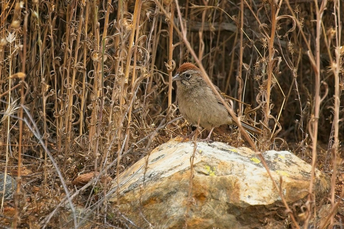 Rufous-crowned Sparrow - ML586496831