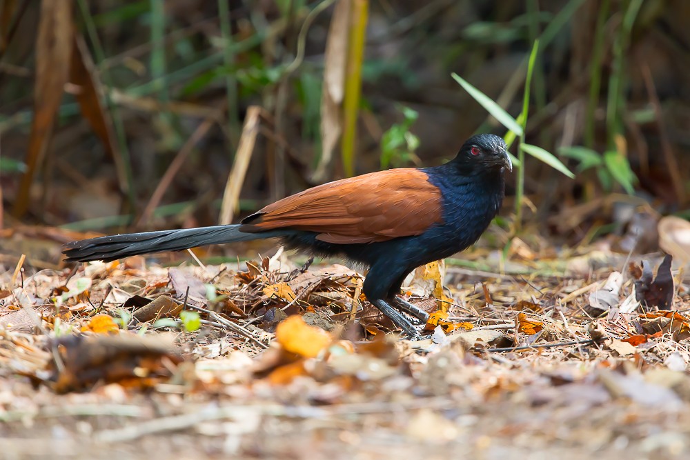 Greater Coucal - ML586498091