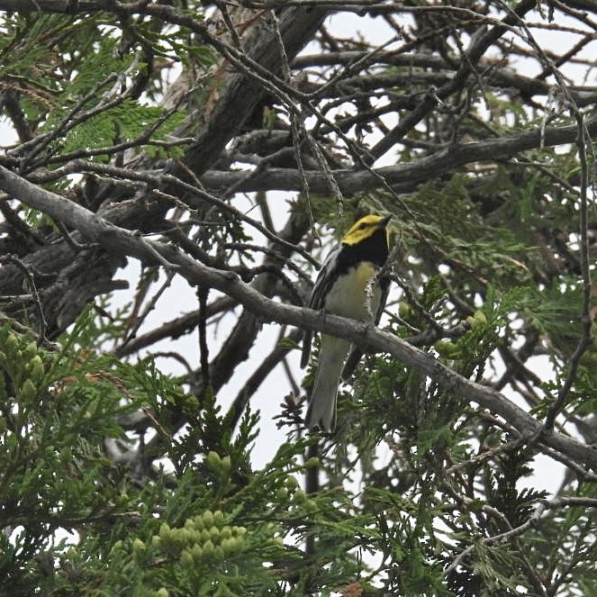 Black-throated Green Warbler - ML586502501