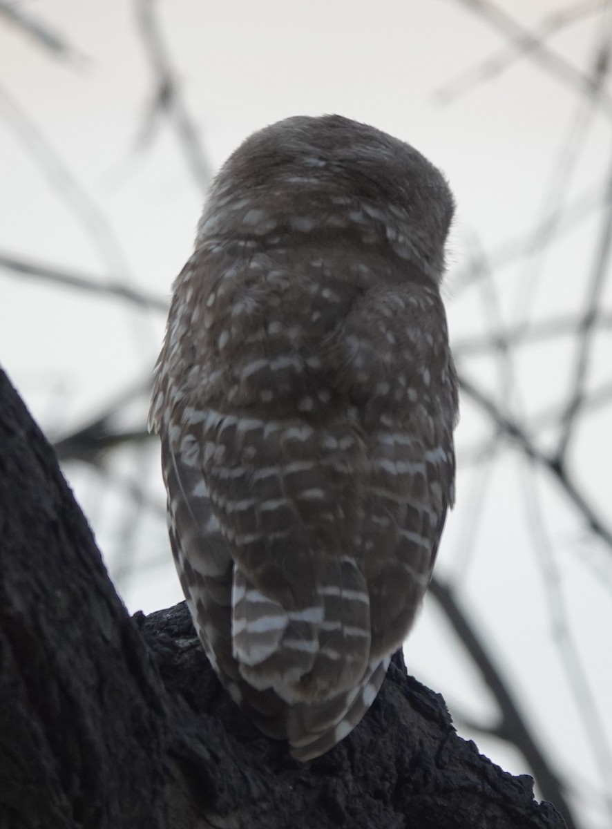 Spotted Owlet - ML586504211