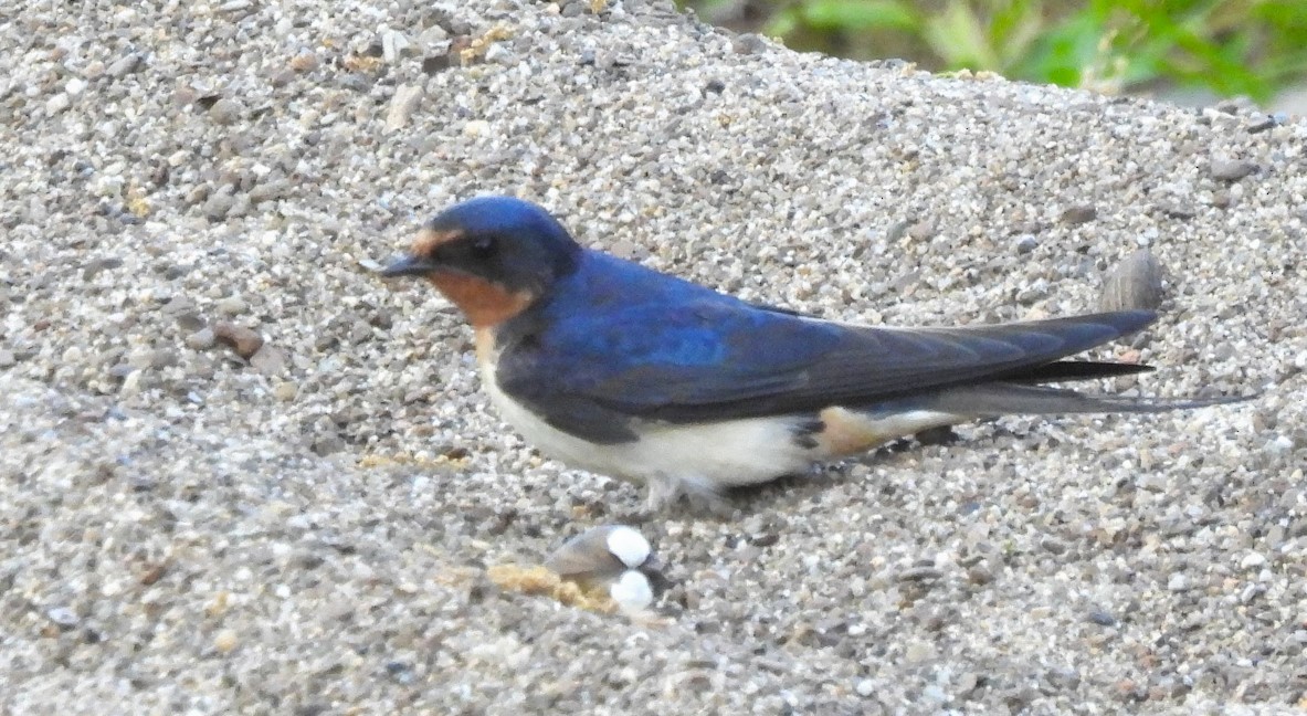 Barn Swallow - Dorin U