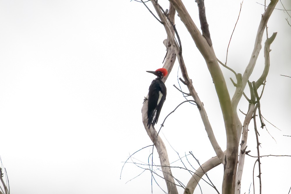White-bellied Woodpecker - ML586505831