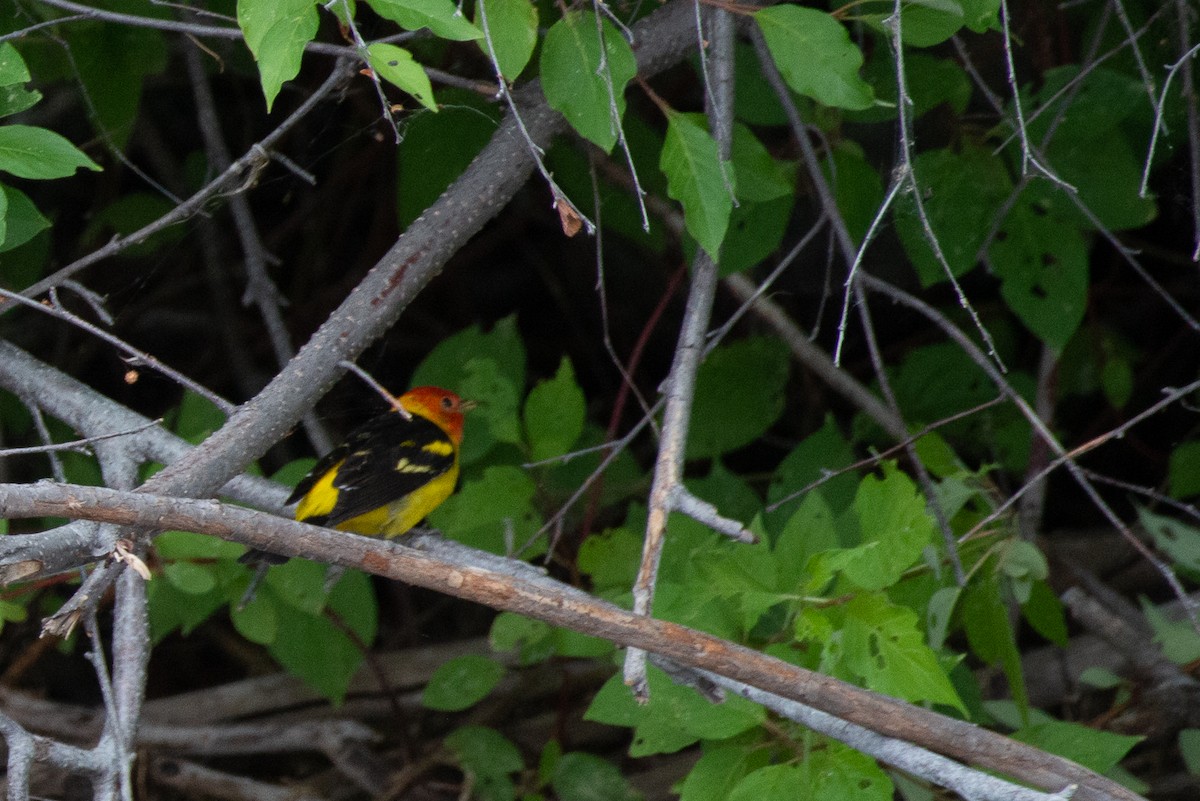 Western Tanager - ML586510041