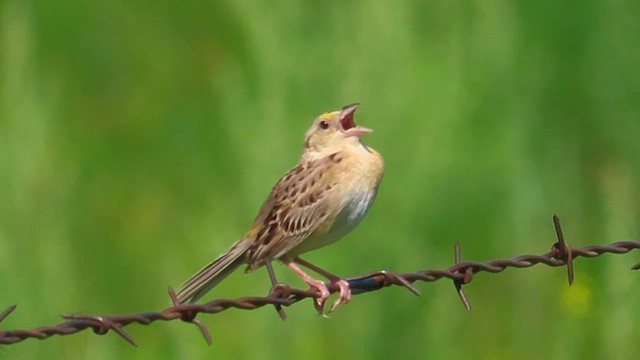 Grasshopper Sparrow - ML586511251