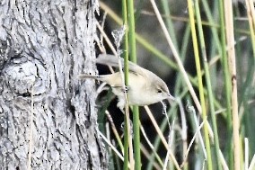 Australian Reed Warbler - ML586511311