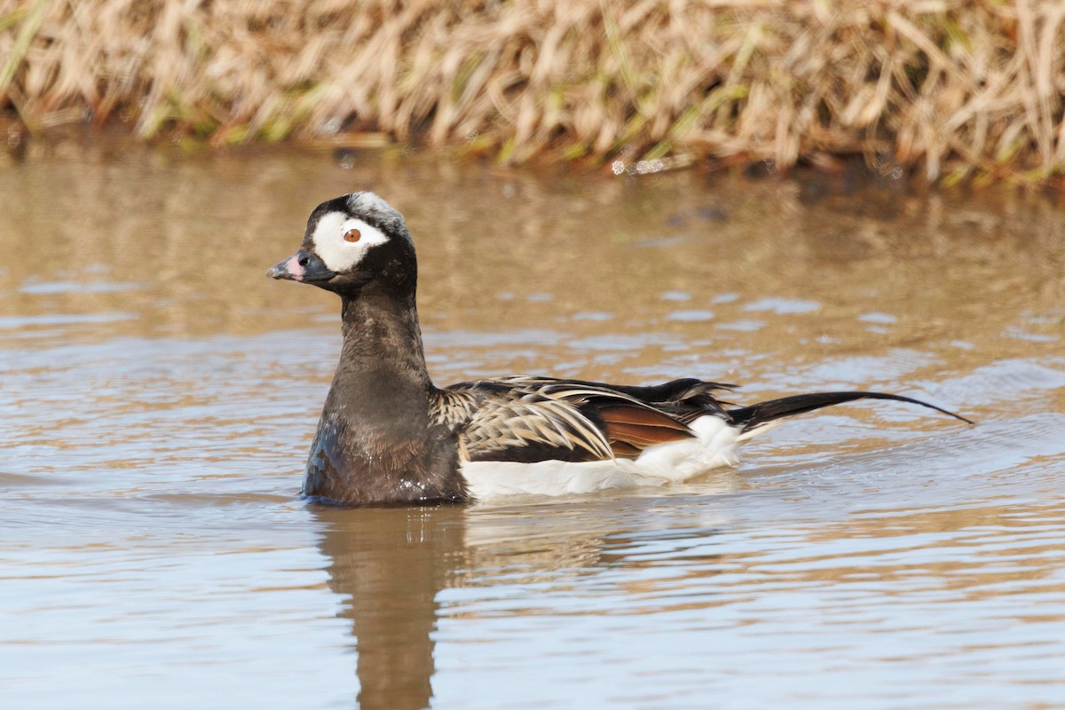Long-tailed Duck - ML586514051