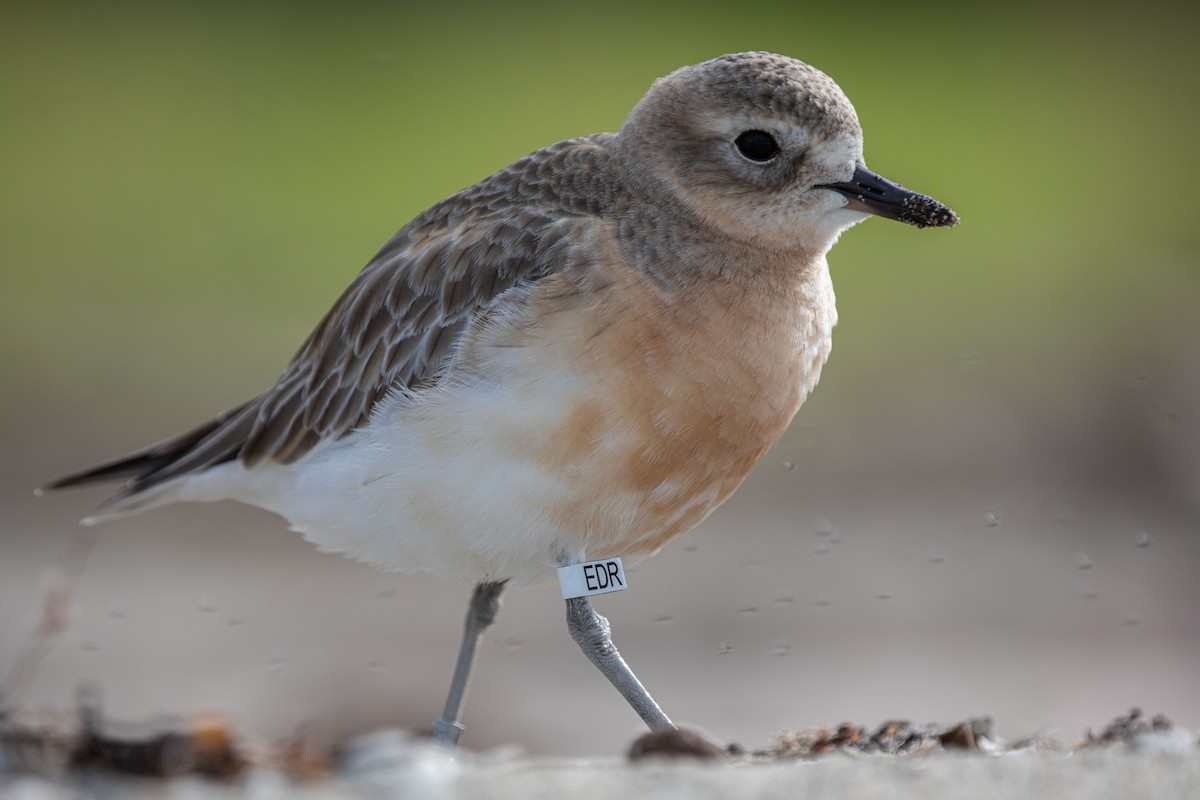 Red-breasted Dotterel - Shaun Lee