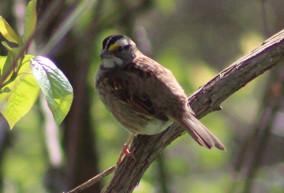 White-throated Sparrow - Drew Goldberg