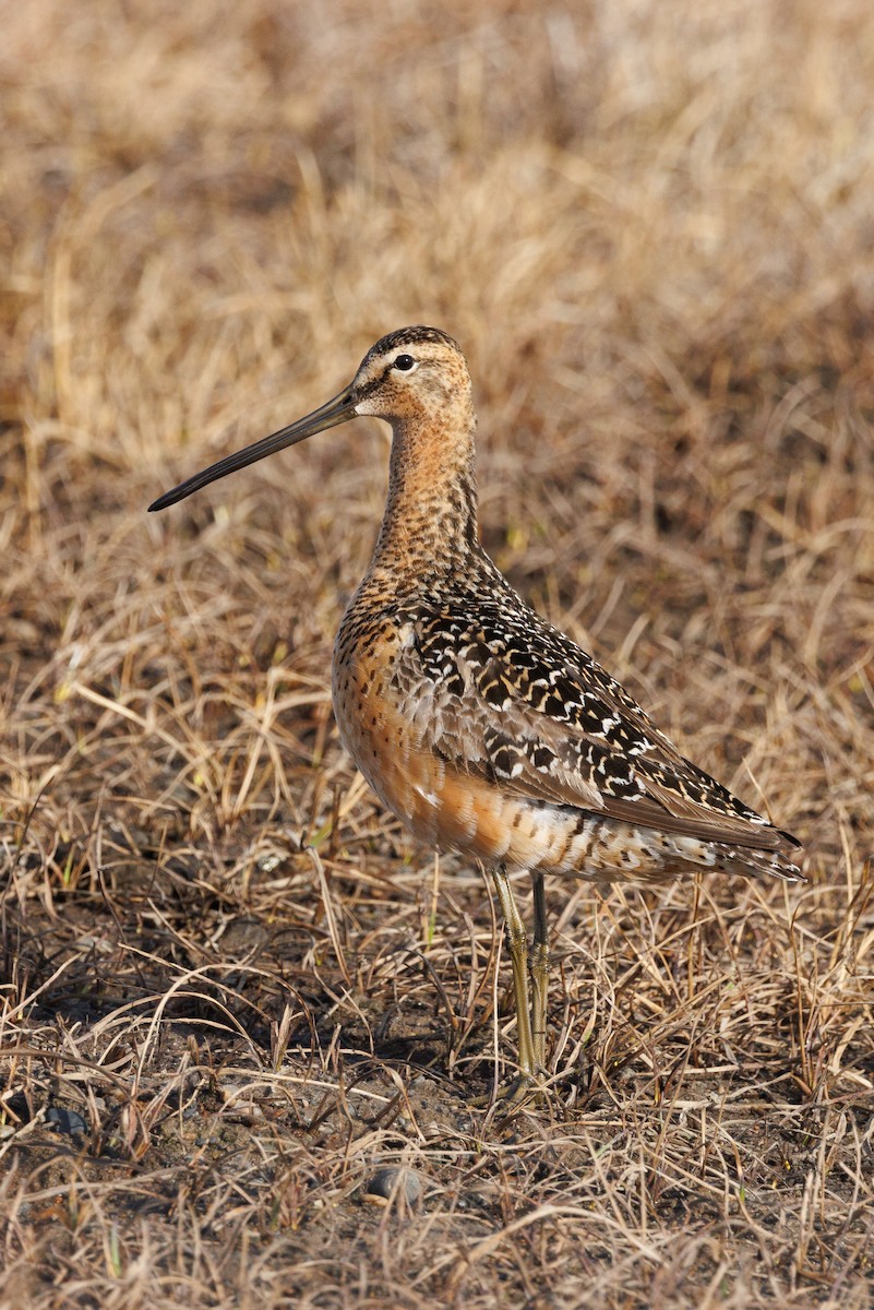 Long-billed Dowitcher - ML586519351