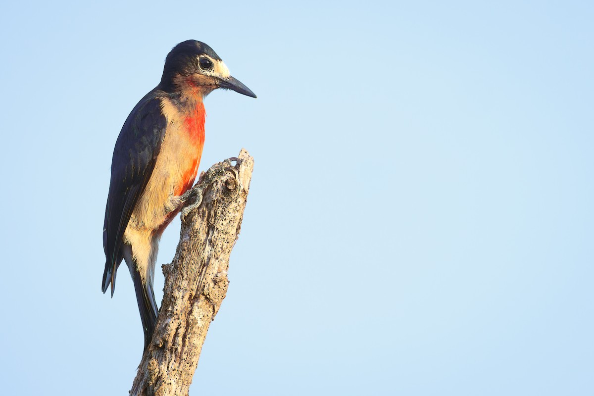 Puerto Rican Woodpecker - ML586521181