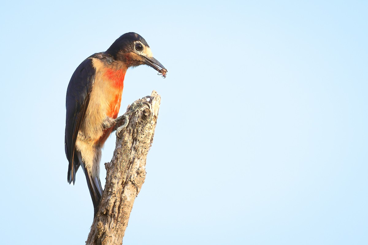 Puerto Rican Woodpecker - ML586521191