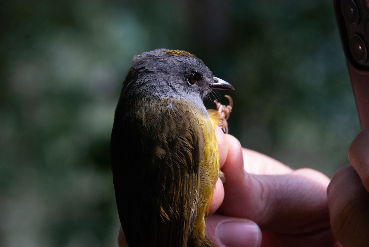 Gray-throated Warbler - Jose Cruz Lima