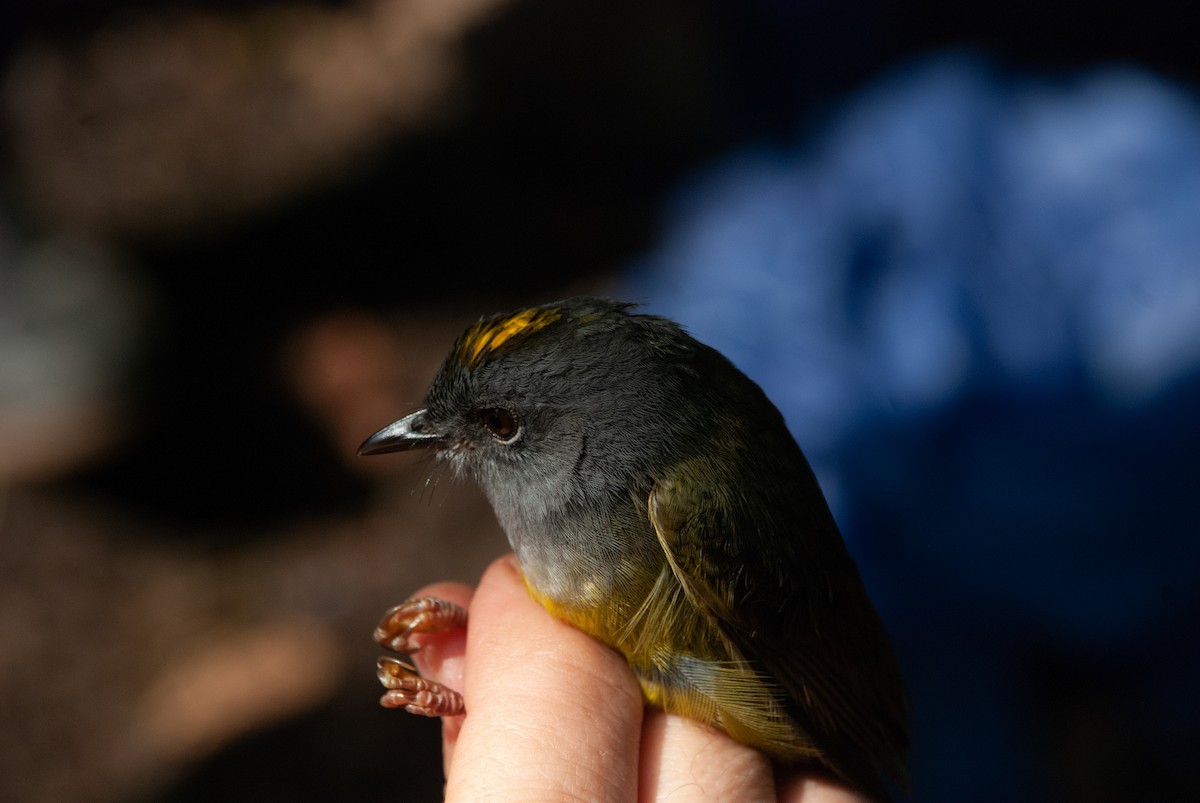 Gray-throated Warbler - ML586523521