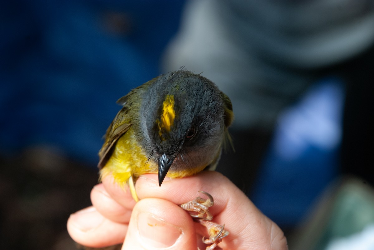 Gray-throated Warbler - ML586523531