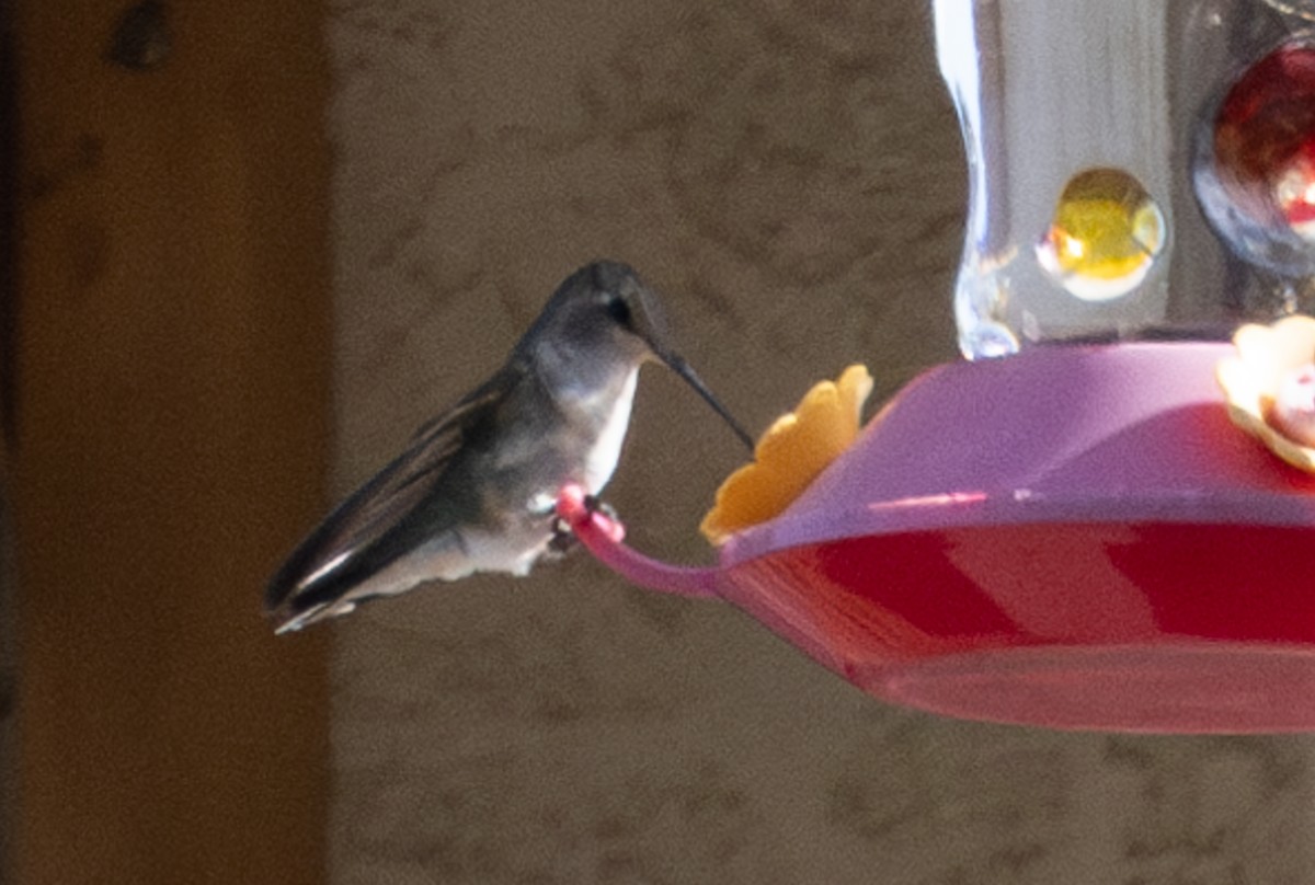 Black-chinned Hummingbird - ML586527001
