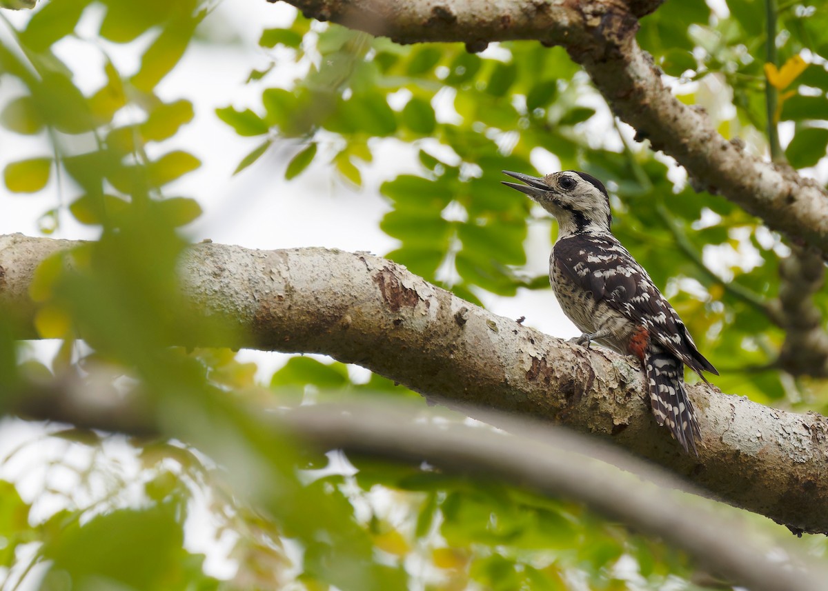 Freckle-breasted Woodpecker - ML586527161