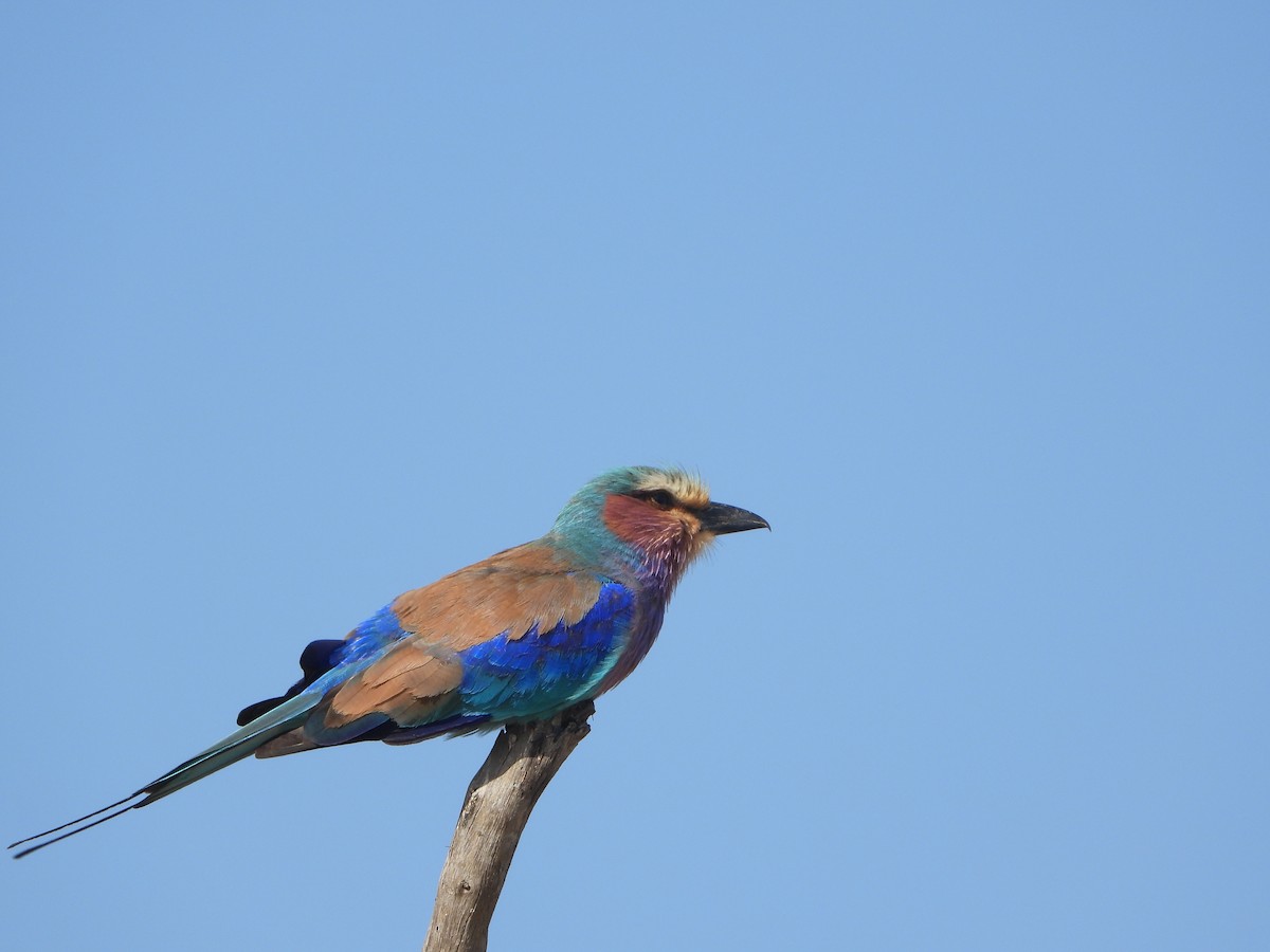 Lilac-breasted Roller - ML586527181