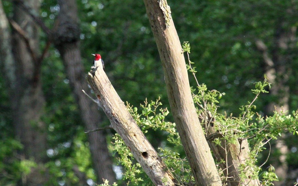 Red-headed Woodpecker - Brenton Bacon