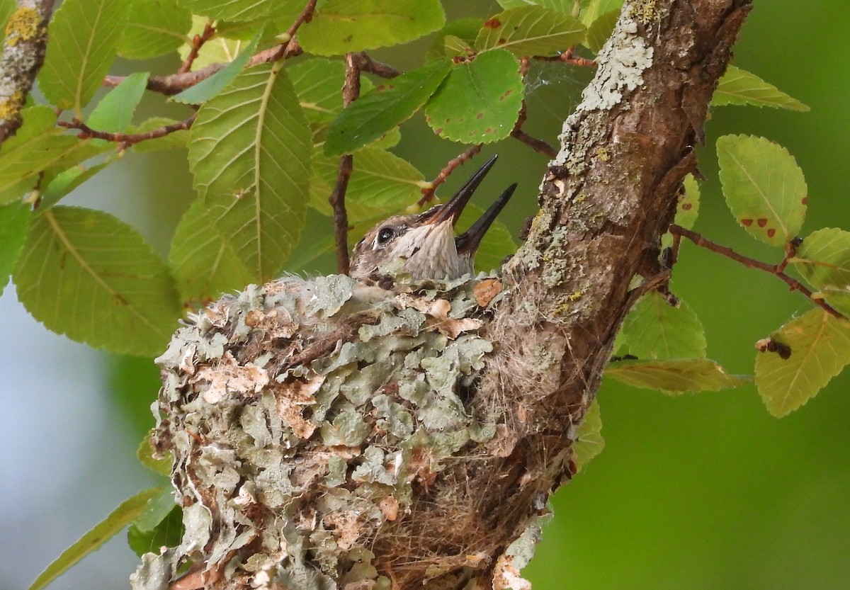 Black-chinned Hummingbird - ML586530691