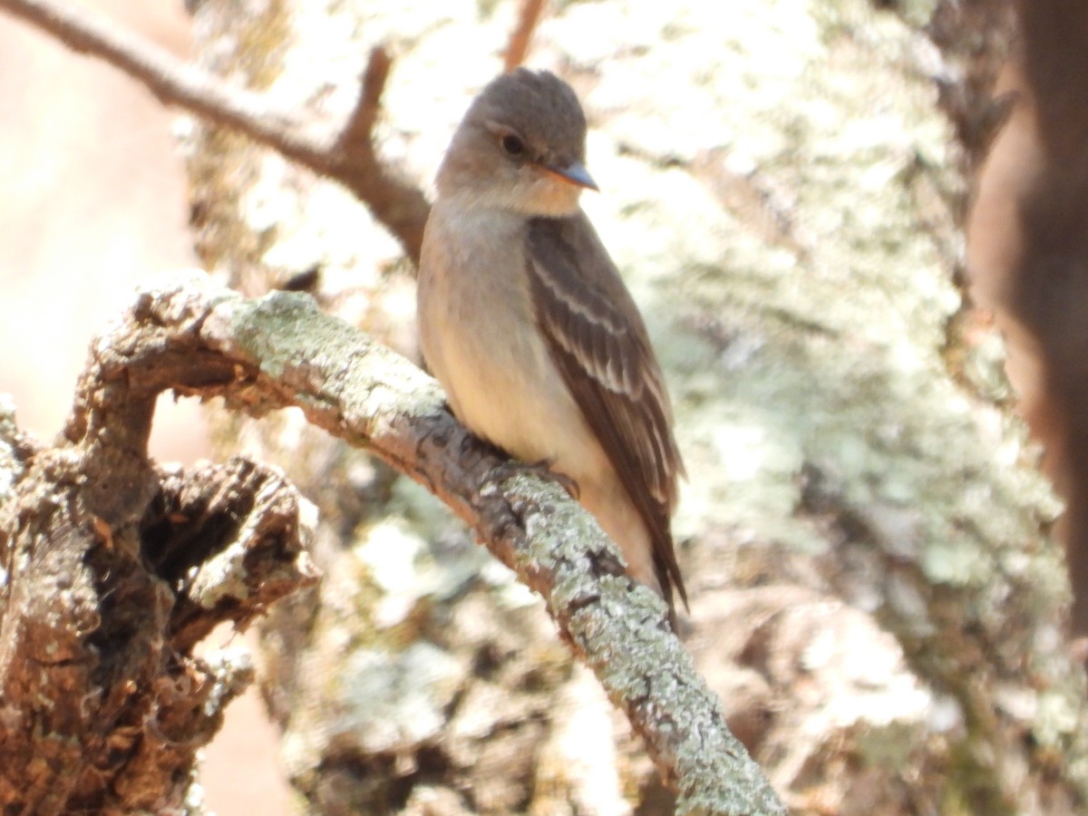 Greater Pewee - ML586530931