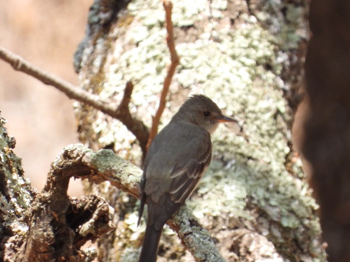 Greater Pewee - ML586531001