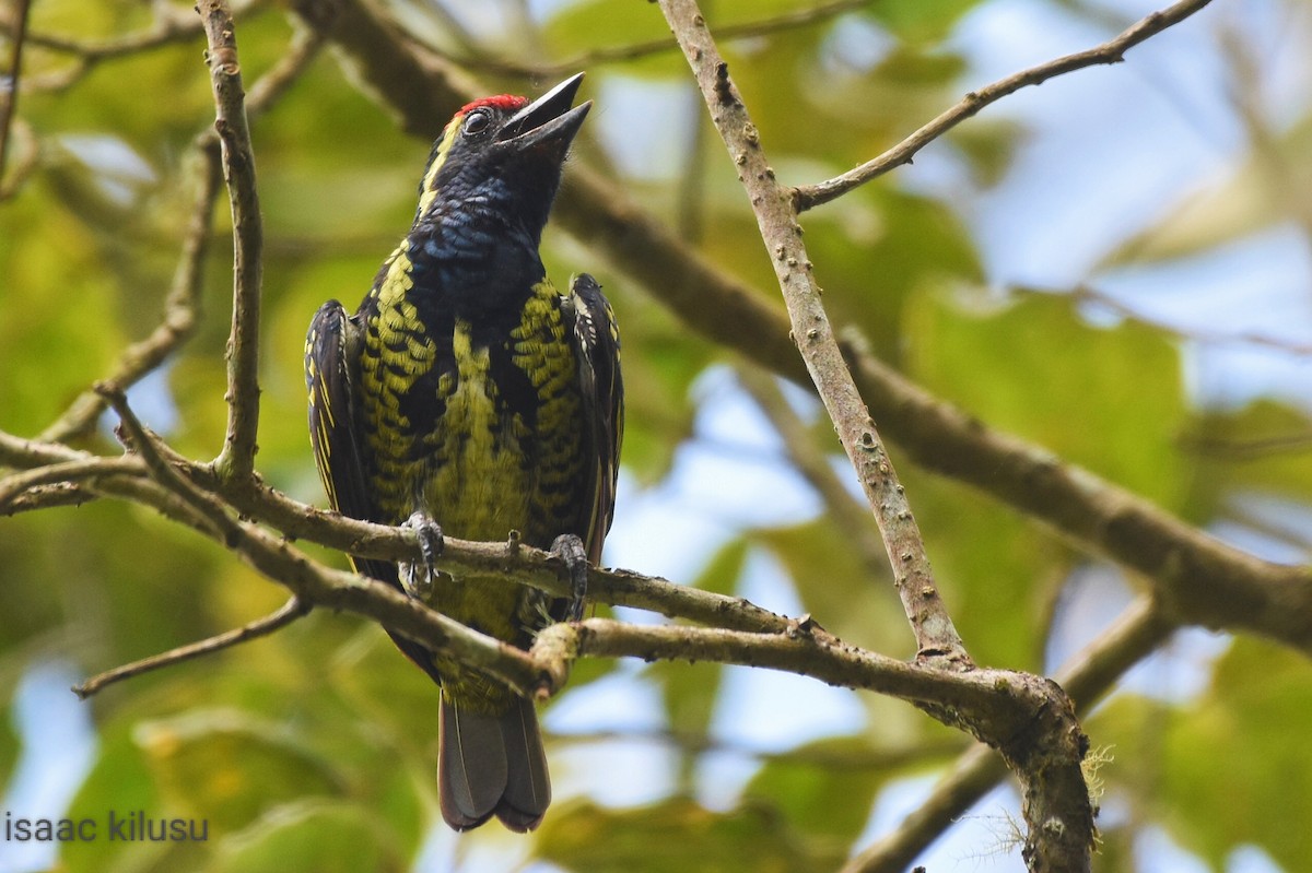 Yellow-spotted Barbet - ML586531021