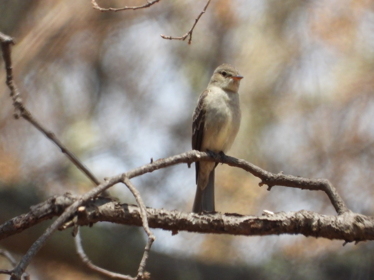 Greater Pewee - ML586531081