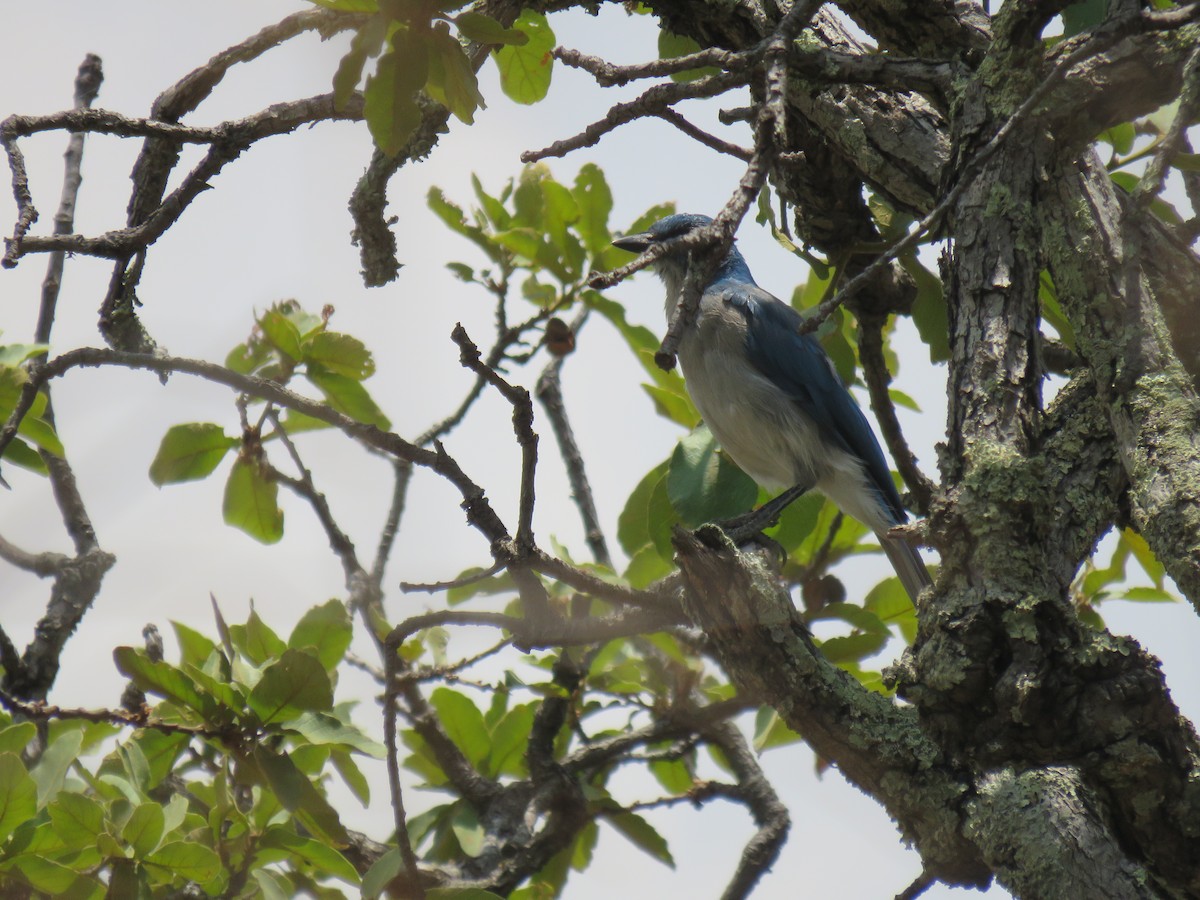 Mexican Jay - ML586531511