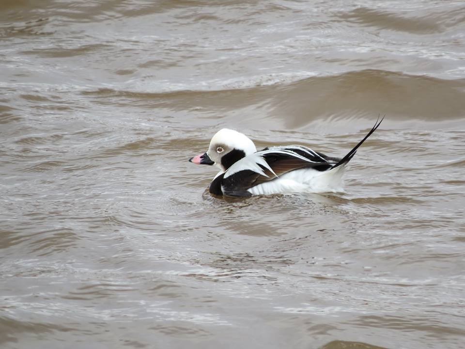 Long-tailed Duck - ML58653311