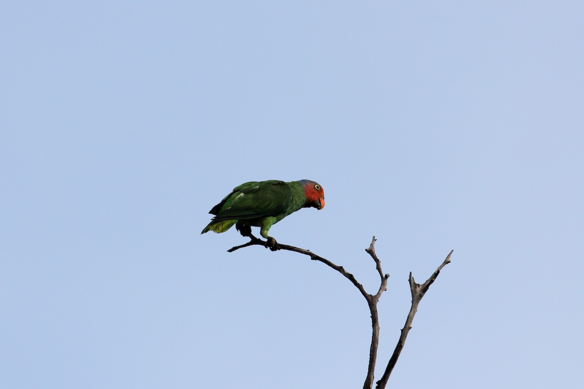 Red-cheeked Parrot - ML586536191